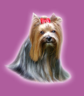 jorrkčírovve.jpg